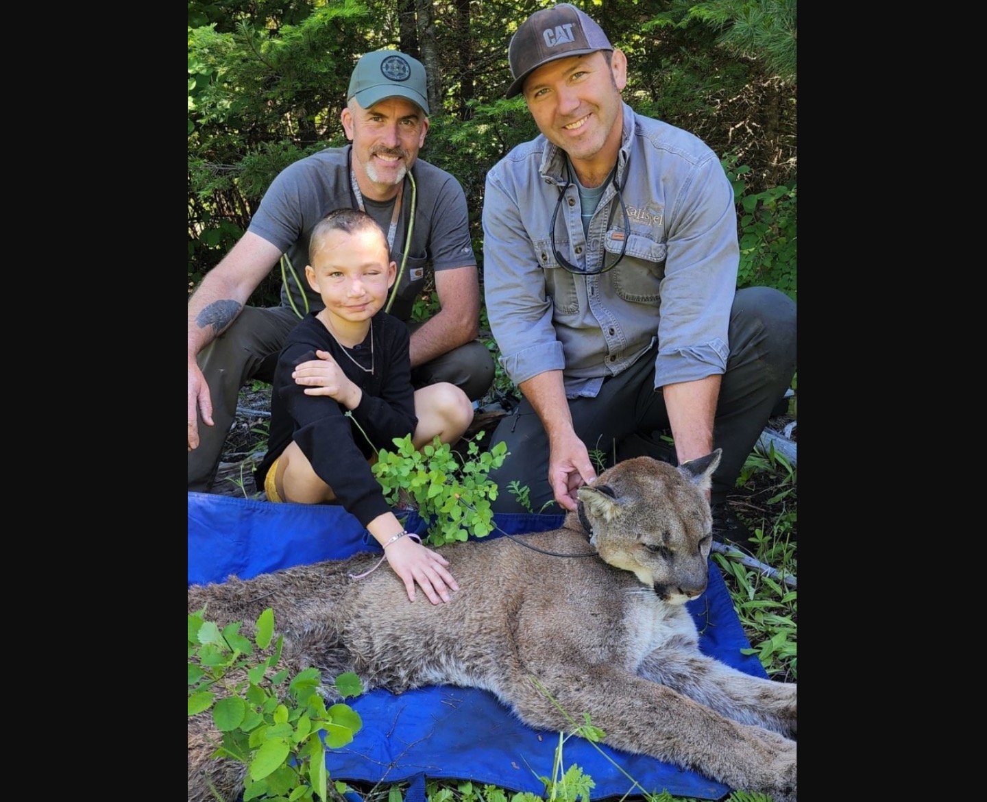 This week Lily Kryzhanivskyy joined Bart George, a Kalispel Tribal biologist on a cougar capture in northeast Washington. The capture was part of George's multi-year study looking at the most effective ways to scare cougars away from humans.